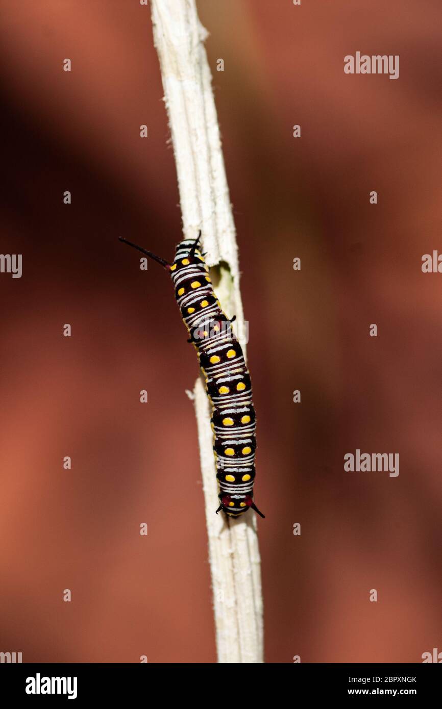 Caterpillar of African Monarch Stock Photo Alamy