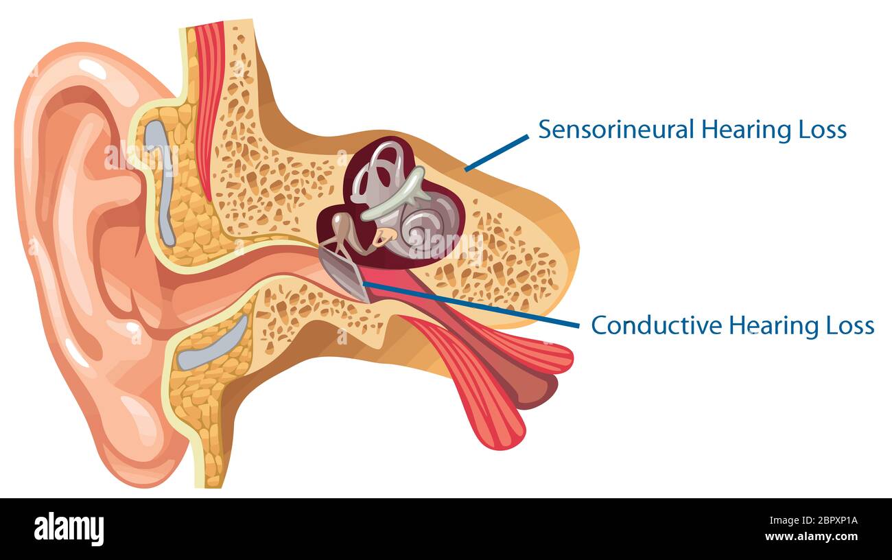 ear anatomy inner  medical canal sensory sound nerve illustration Stock Photo