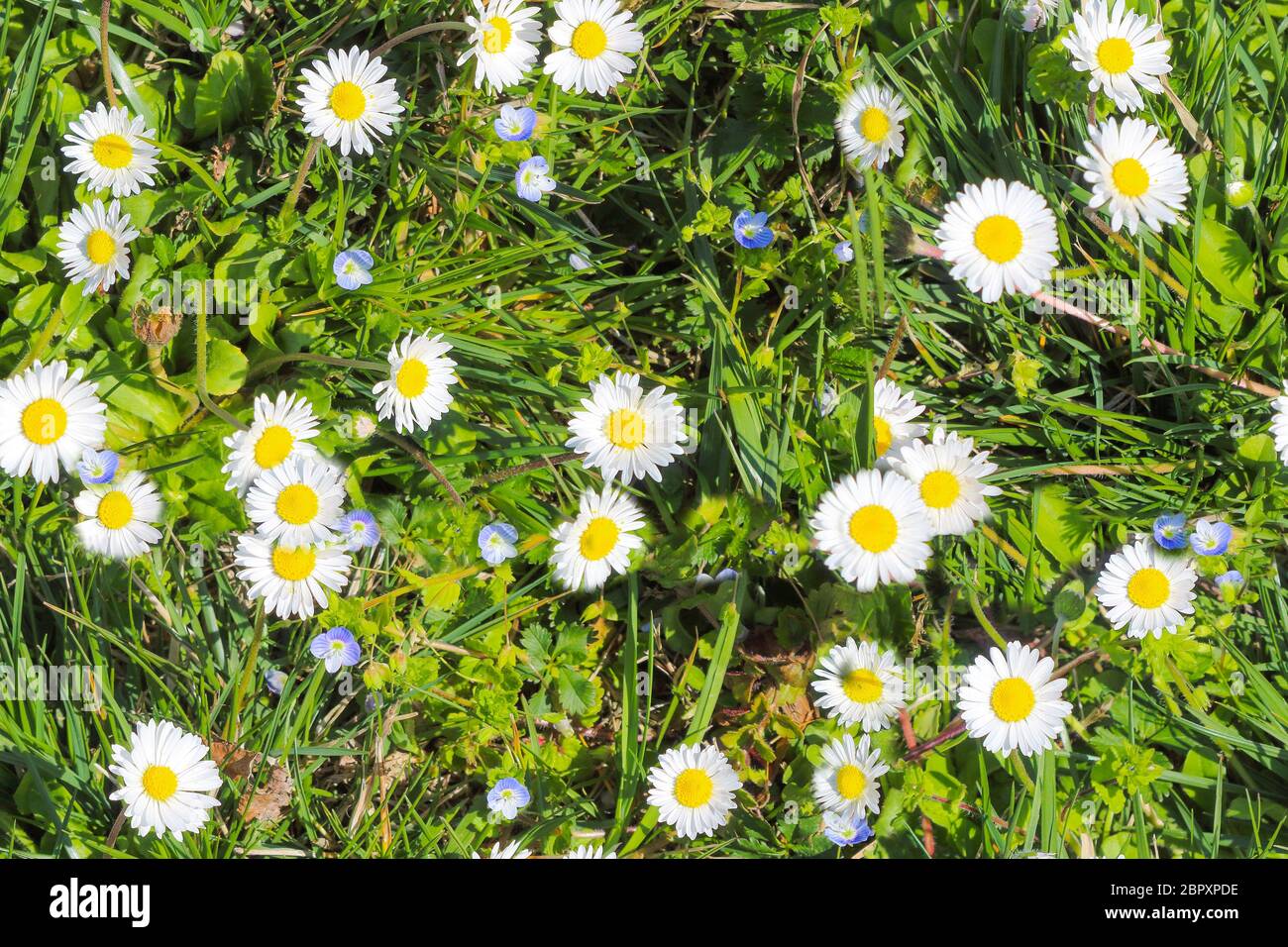 daisy meadow with green grass seamless texture Stock Photo
