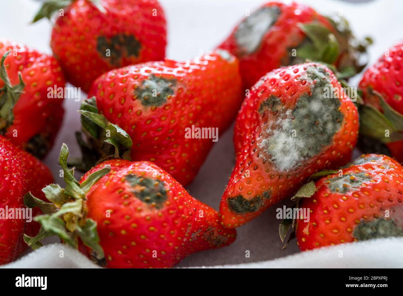 Mold on strawberries Stock Photo