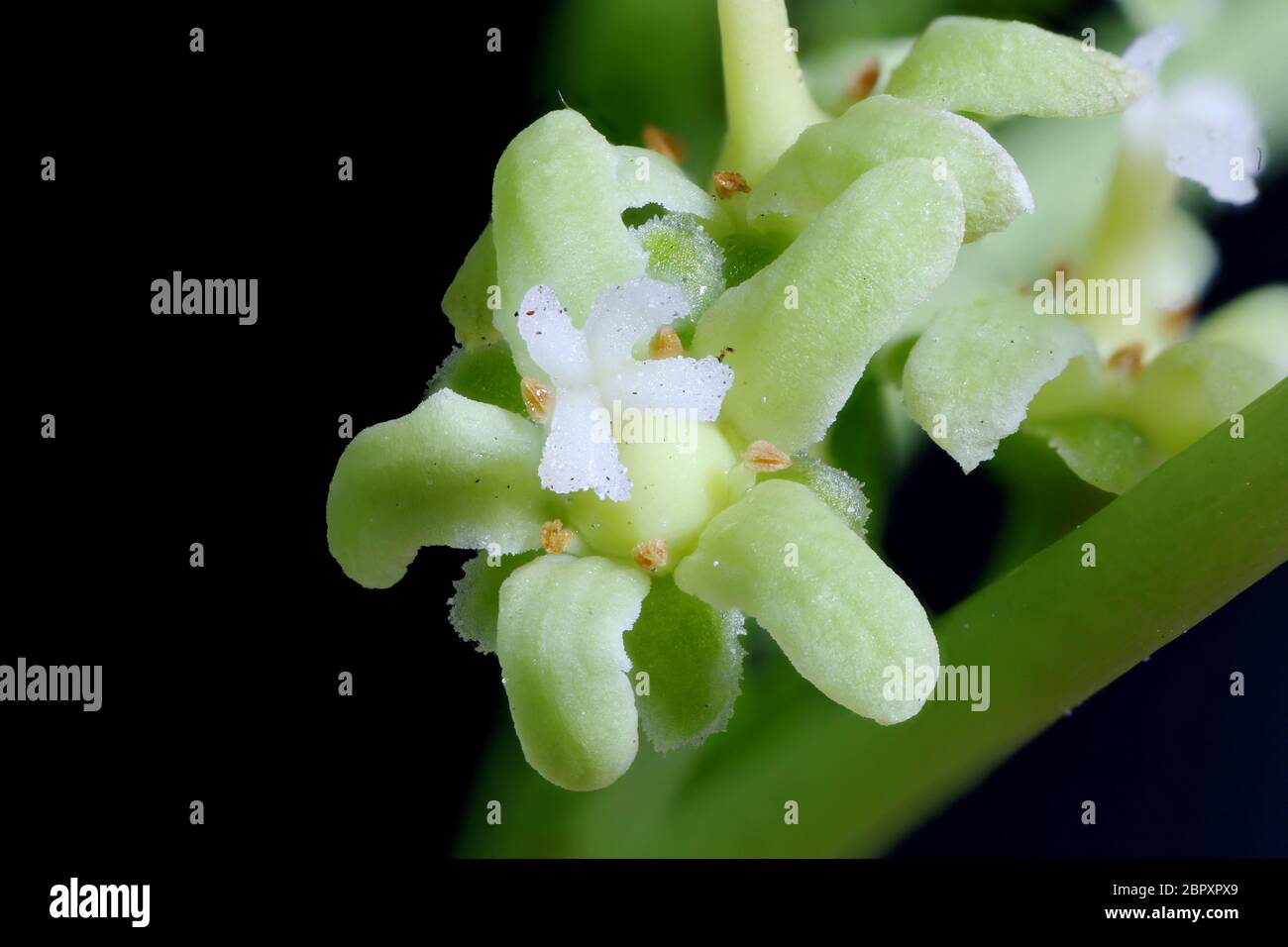 Staff Vine (Celastrus orbiculatus). Flower Closeup Stock Photo