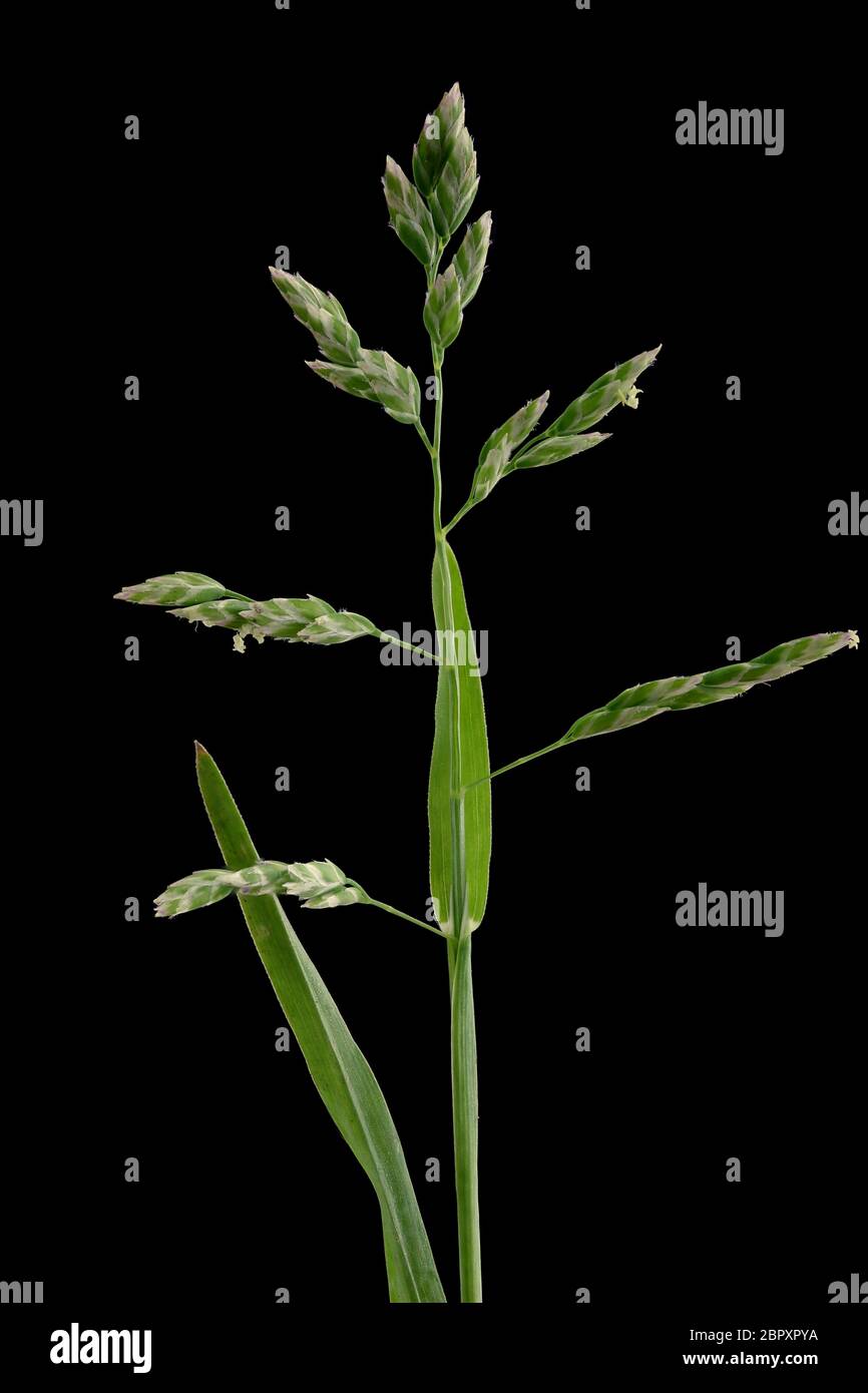 Annual Meadow Grass (Poa annua). Inflorescence Closeup Stock Photo