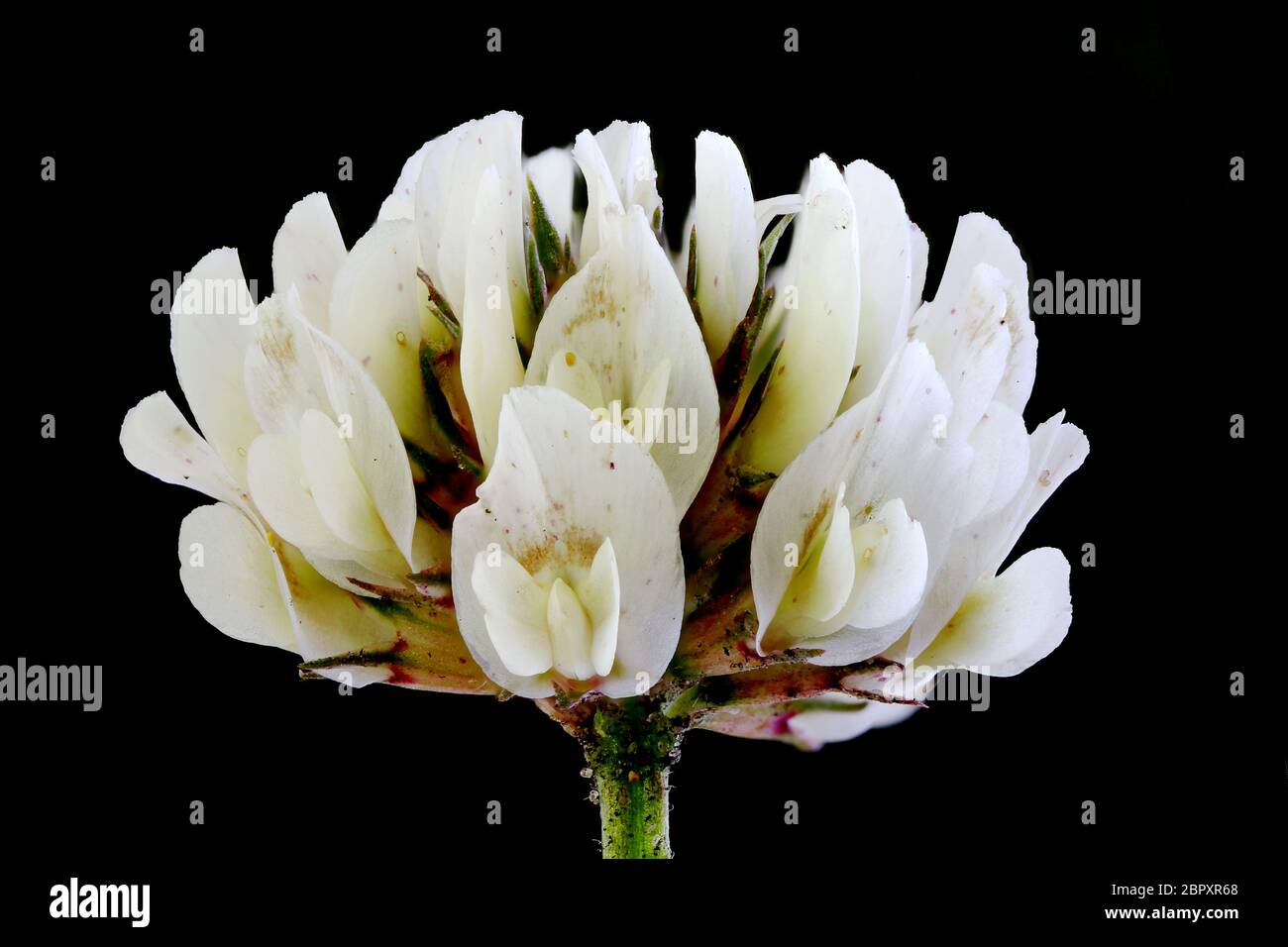 White Clover (Trifolium repens). Inflorescence Closeup Stock Photo
