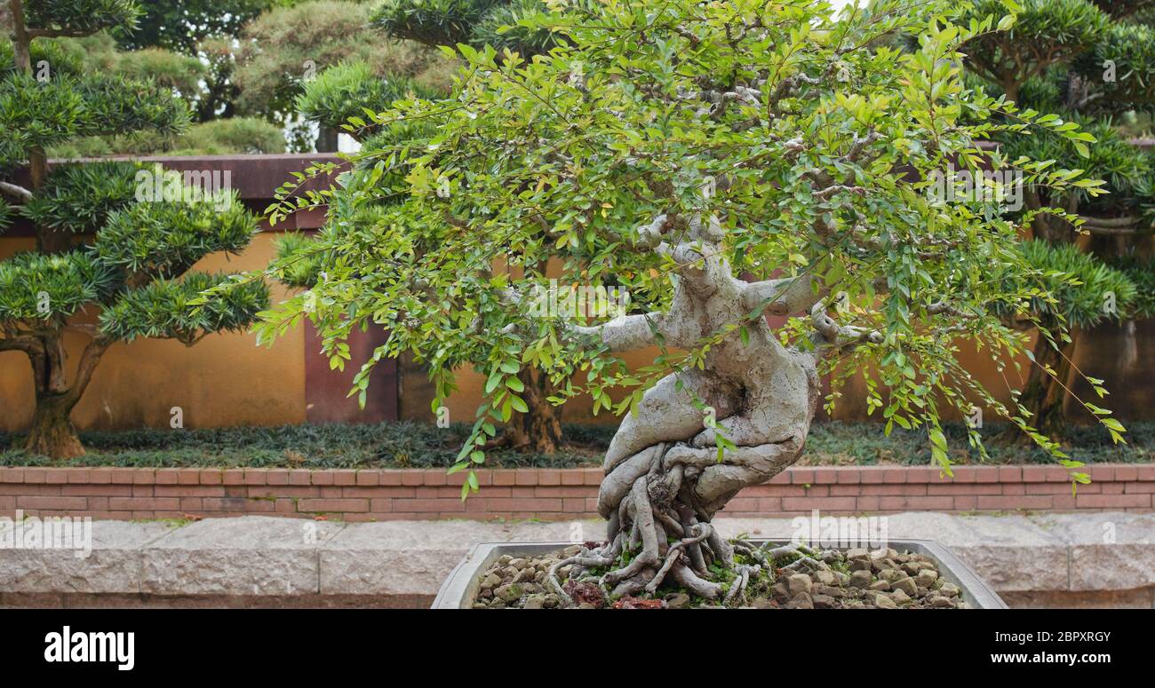 Chinese pot plant Stock Photo Alamy