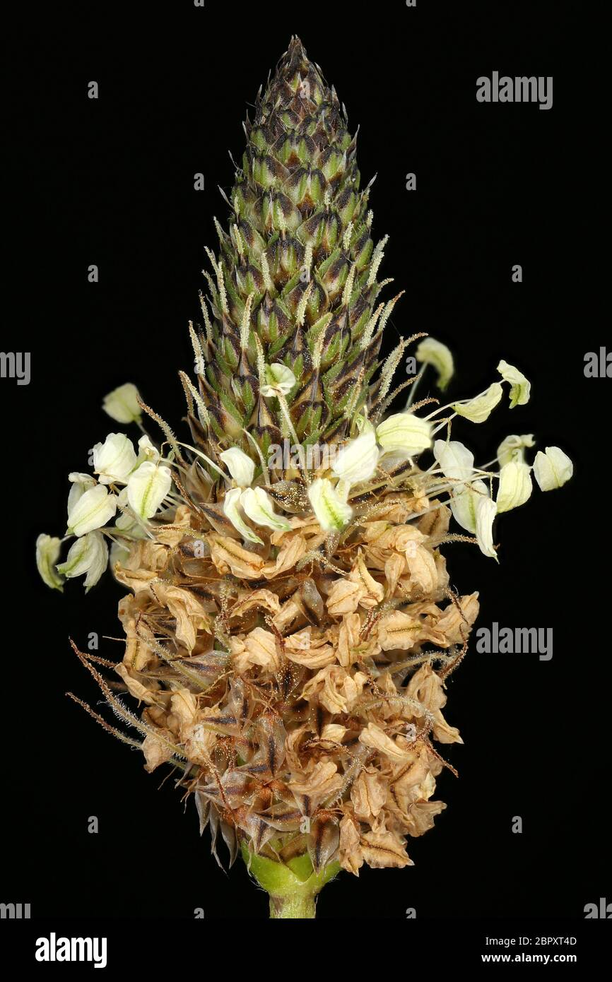 Ribwort Plantain (Plantago lanceolata). Inflorescence Closeup Stock Photo