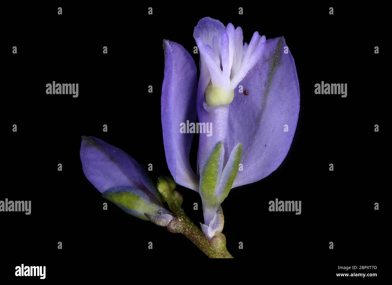 Common Milkwort (Polygala vulgaris). Flowers Closeup Stock Photo