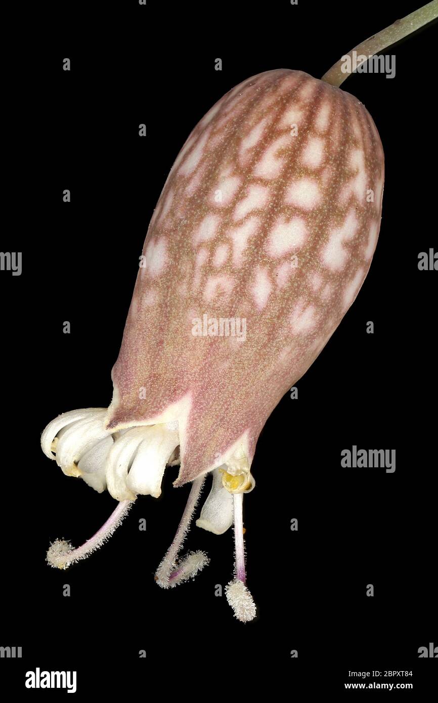 Bladder Campion (Silene vulgaris). Flower Closeup Stock Photo