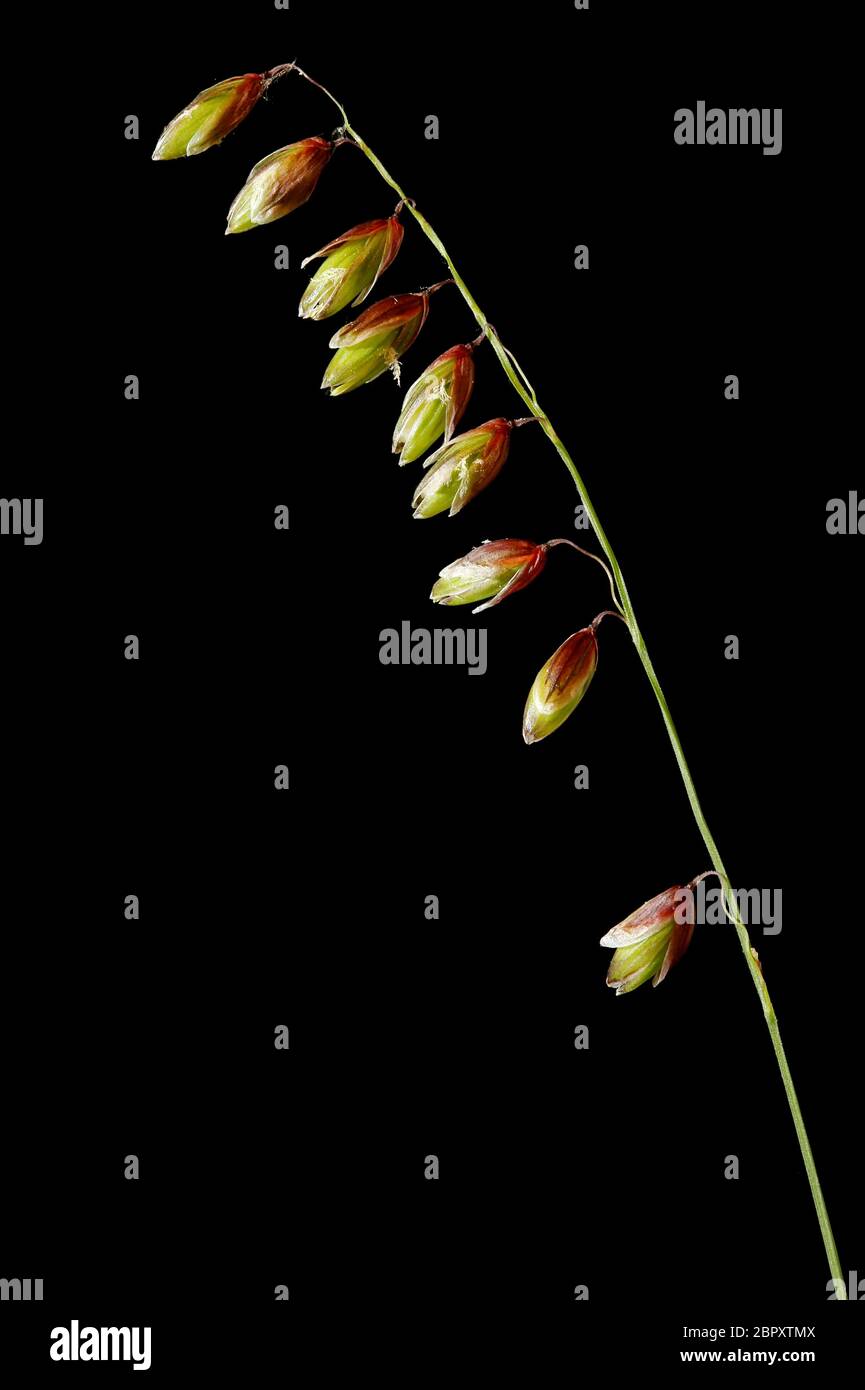 Mountain Melick (Melica nutans). Inflorescence Closeup Stock Photo