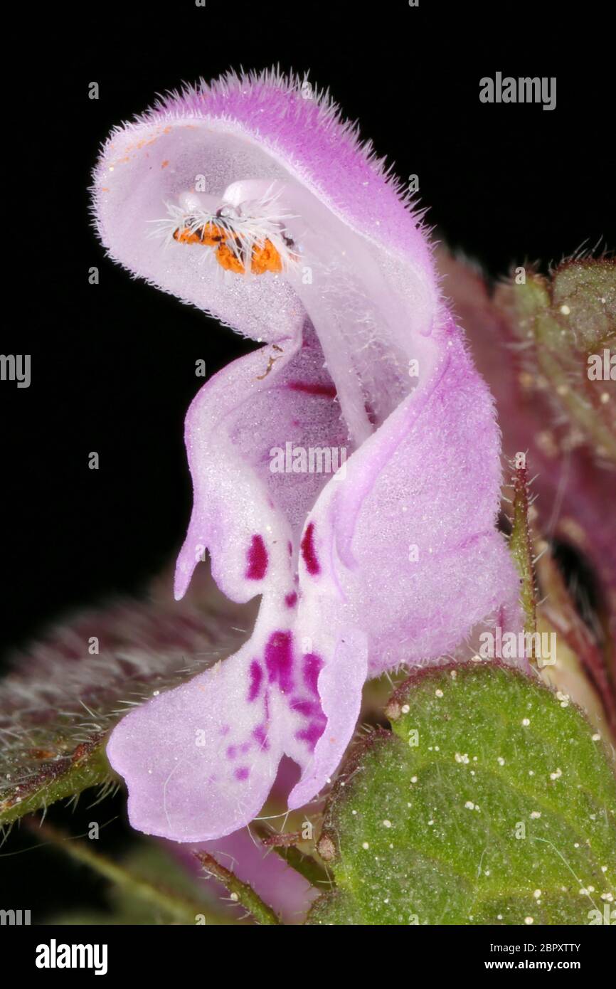 Cut-Leaved Dead-Nettle (Lamium purpureum). Flower Closeup Stock Photo