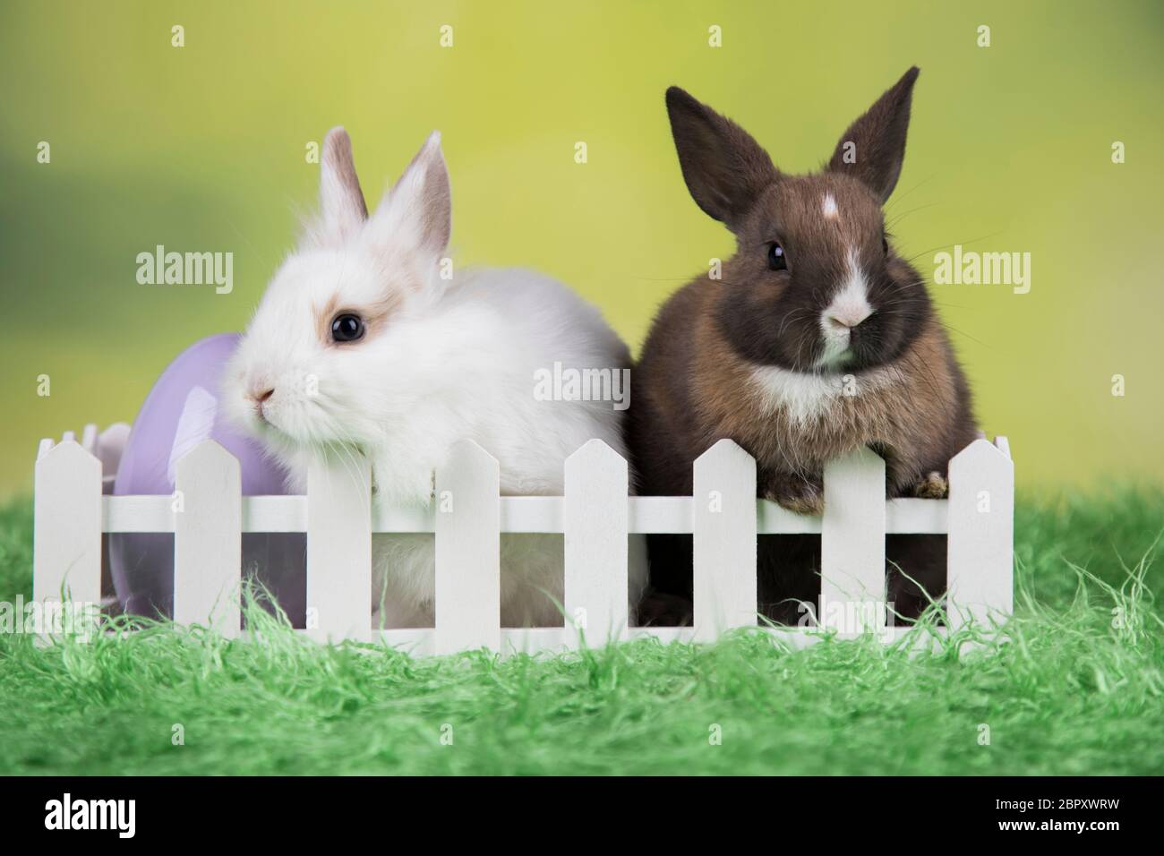 Easter Baby Rabits Little cute baby rabbit and easter eggs Stock Photo - Alamy