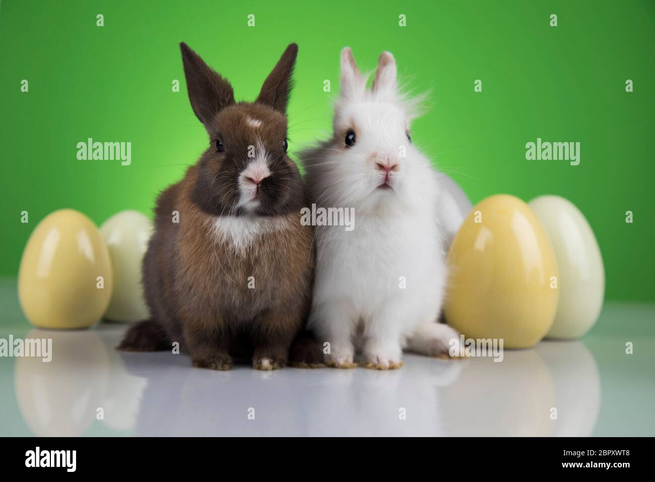 Bunny with Easter eggs on green background Stock Photo - Alamy