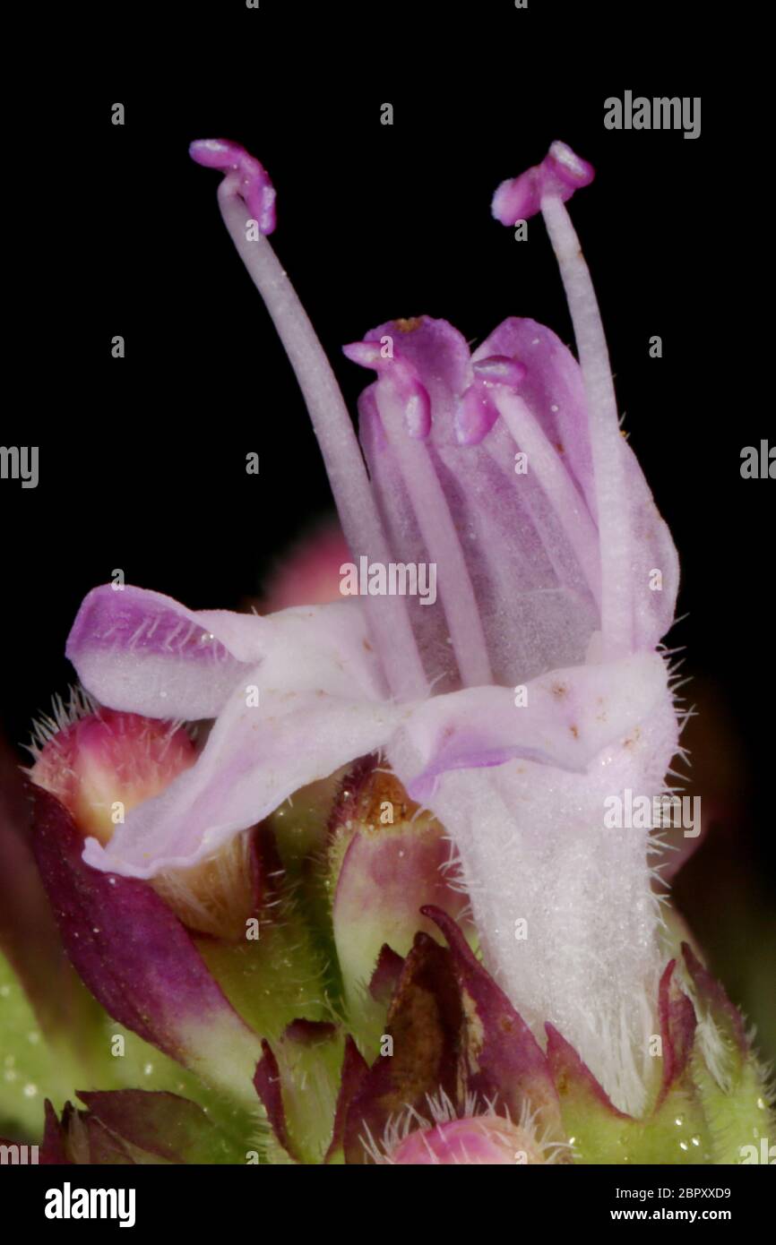 Wild Marjoram (Origanum vulgare). Flower Closeup Stock Photo Alamy
