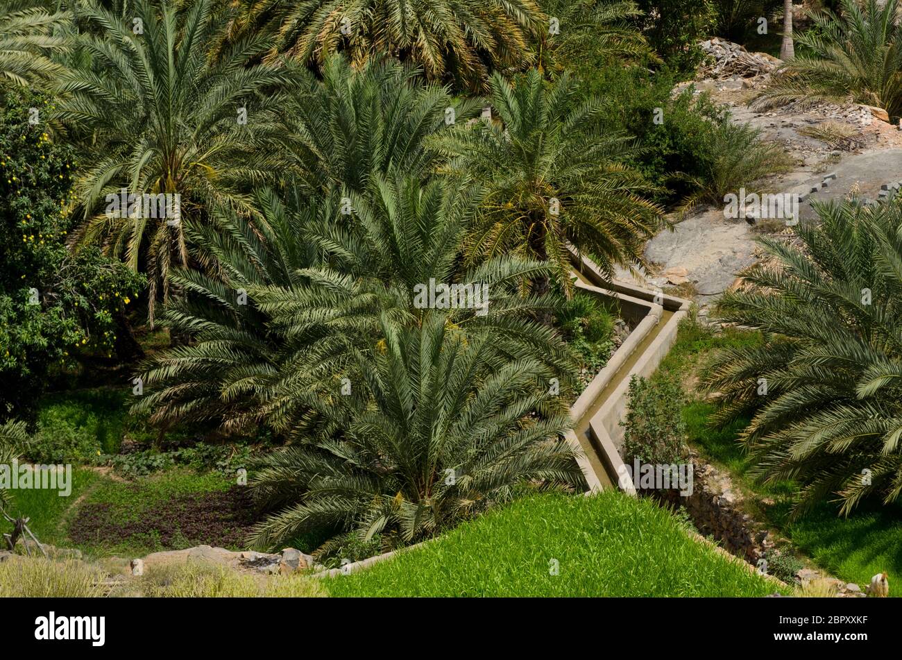 Muscat, Oman. May 29th 2014 Traditional Aflaj Irrigation System in a date palm garden near Muscat, Oman. Stock Photo