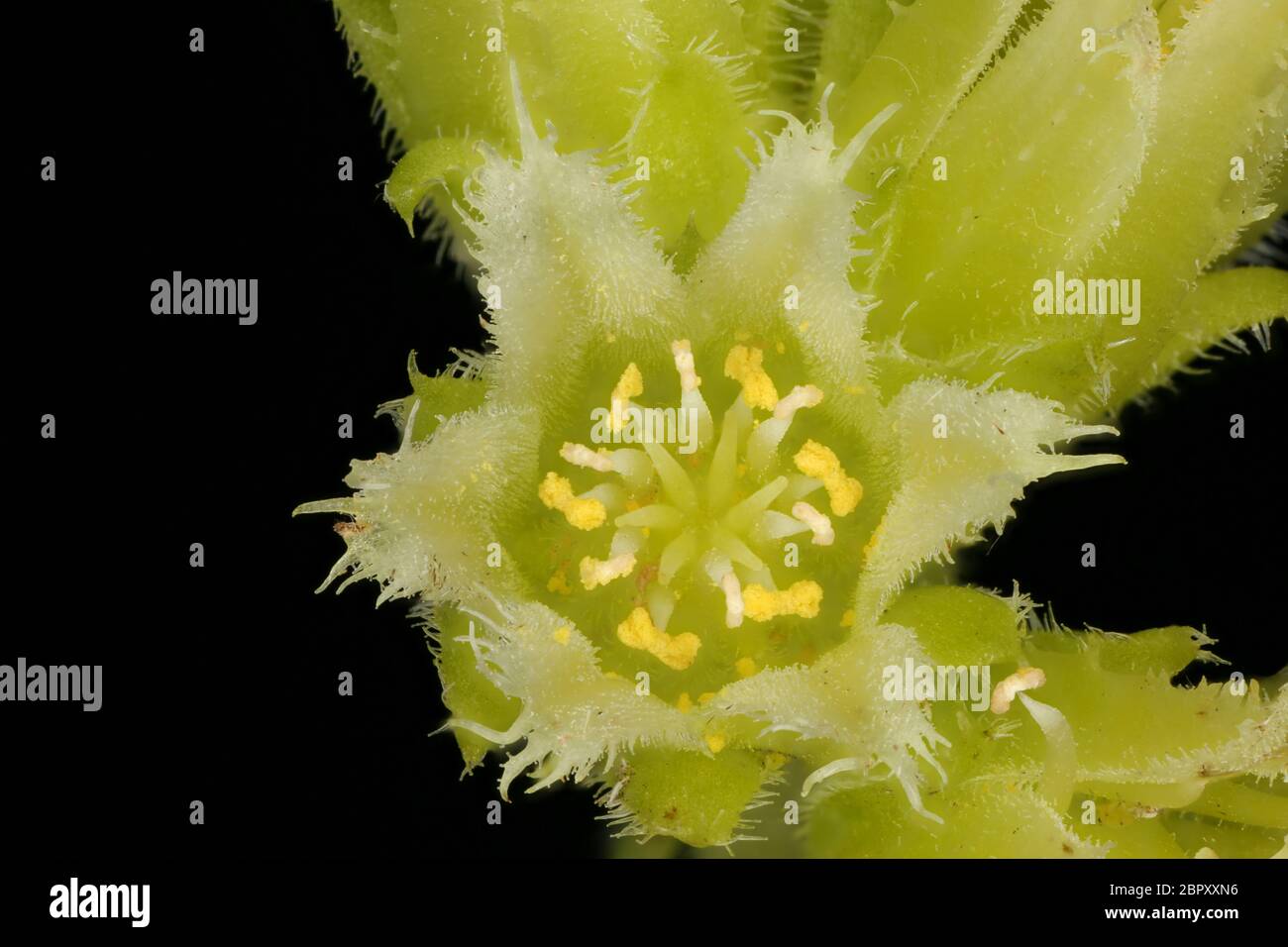 Rolling Hen-and-Chicks (Jovibarba globifera). Flower Closeup Stock Photo