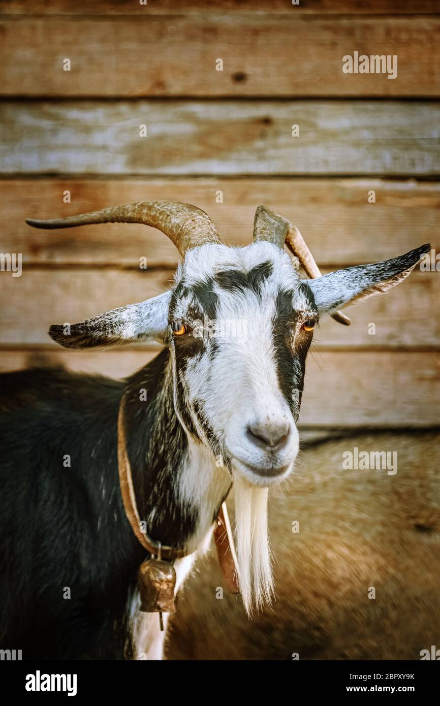 Portrait of the billy goat with horns Stock Photo