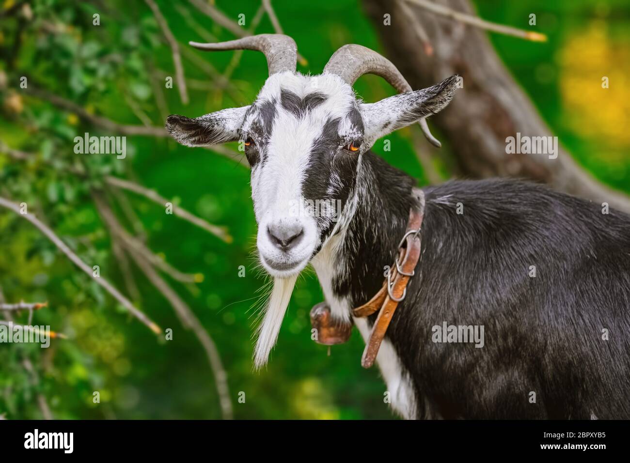 Portrait of the billy goat with horns Stock Photo