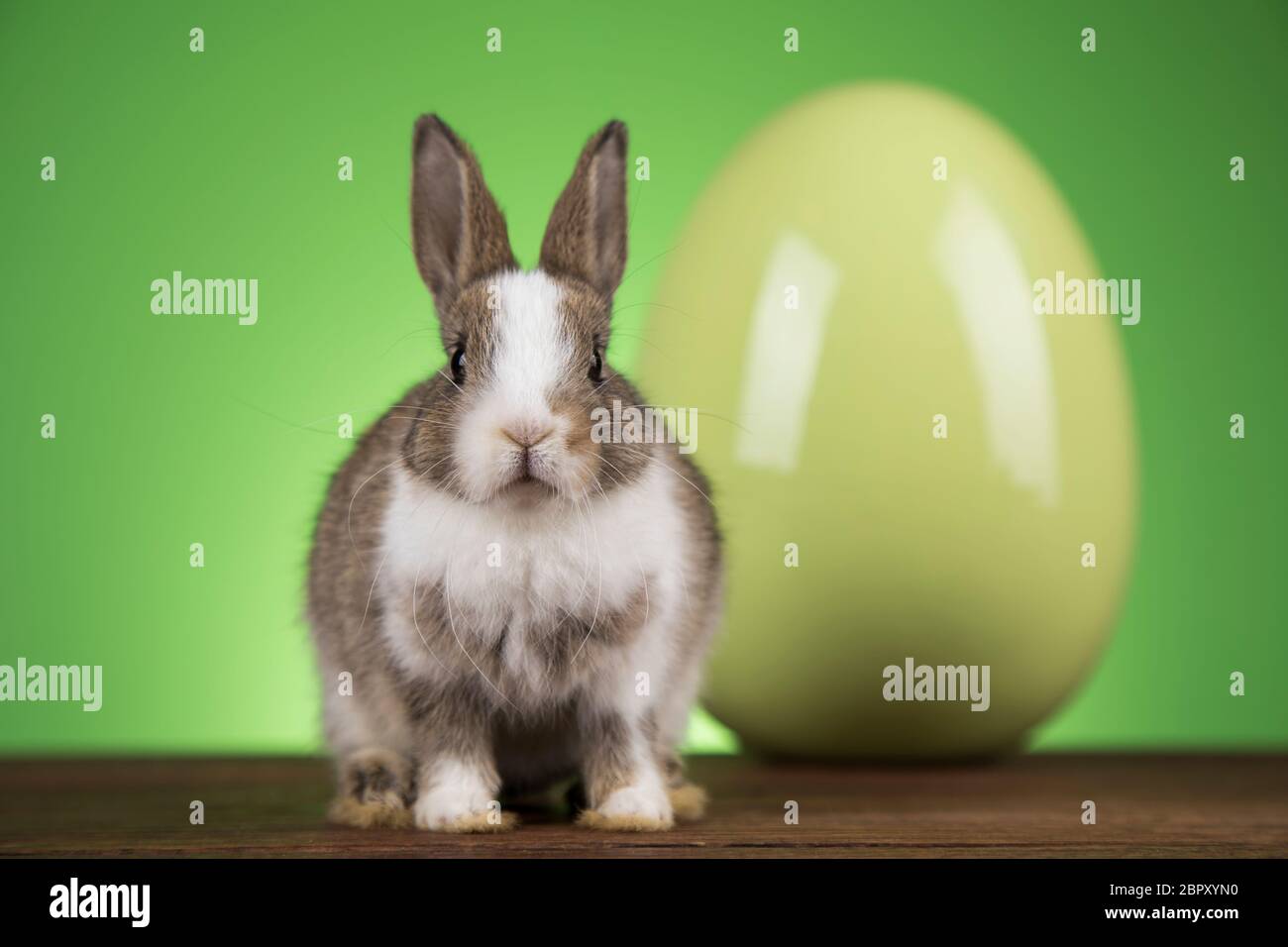 Bunny with Easter eggs on green background Stock Photo - Alamy
