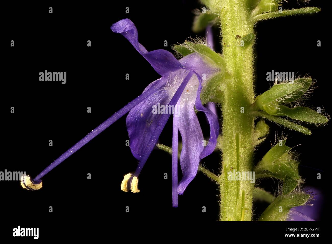 Spiked Speedwell (Veronica spicata). Flower Closeup Stock Photo
