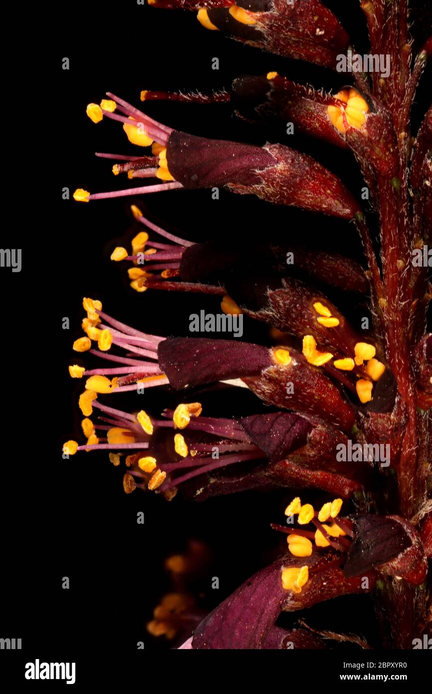 Desert False Indigo (Amorpha fruticosa). Inflorescence Detail Closeup Stock Photo