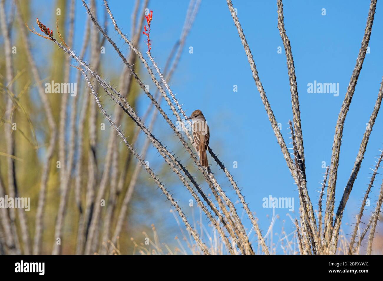 Western Wood Pewee in an Ocotillo in the Desert in Organ Pipe Cactus National Monument in Arizona Stock Photo