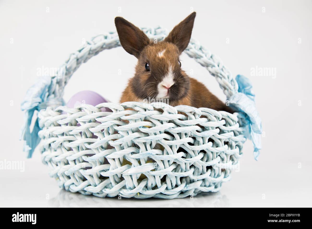 Little Bunny with basket background Stock Photo - Alamy