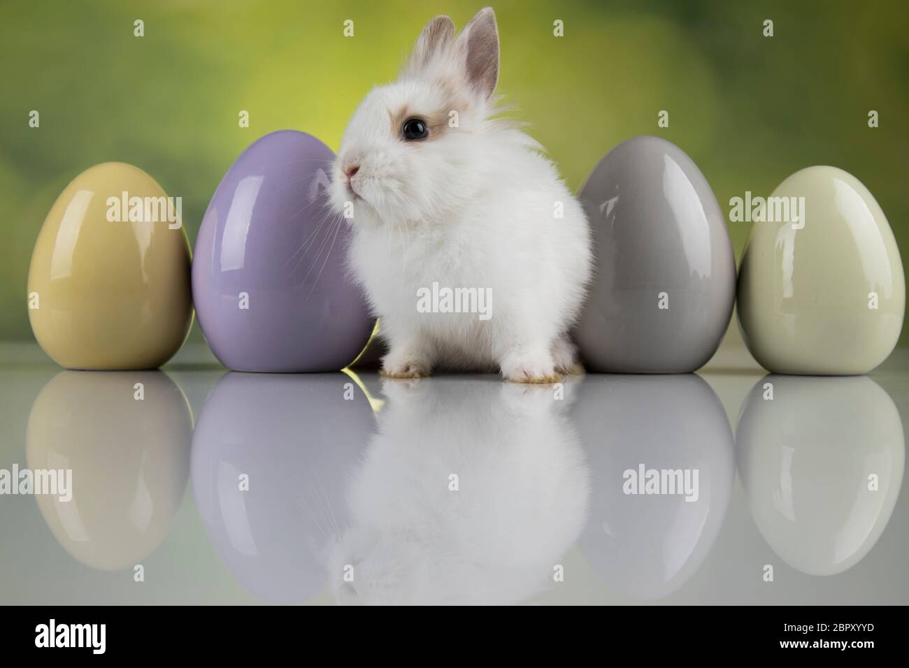 Bunny, rabbit and easter eggs on green background Stock Photo - Alamy