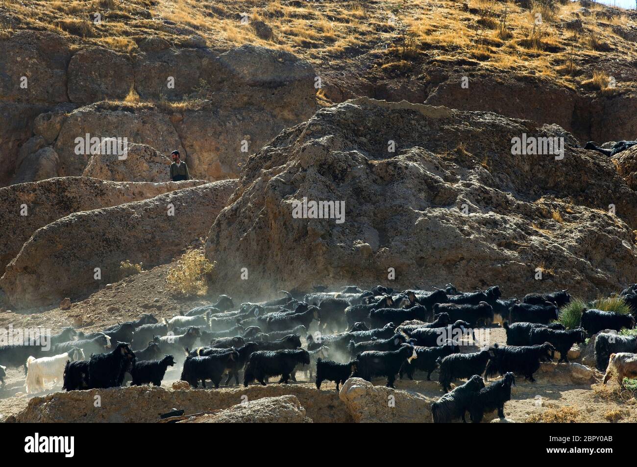 Erbil, Kurdistan, North Iraq. October 4th 2009 A Kurdish goat herder in the KRG region of Northern Iraq Stock Photo