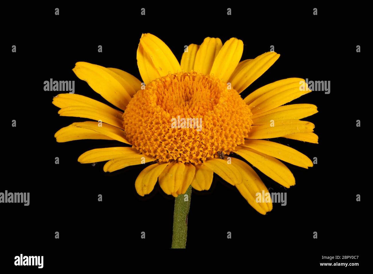 Yellow Chamomile (Cota tinctoria). Flower Closeup Stock Photo