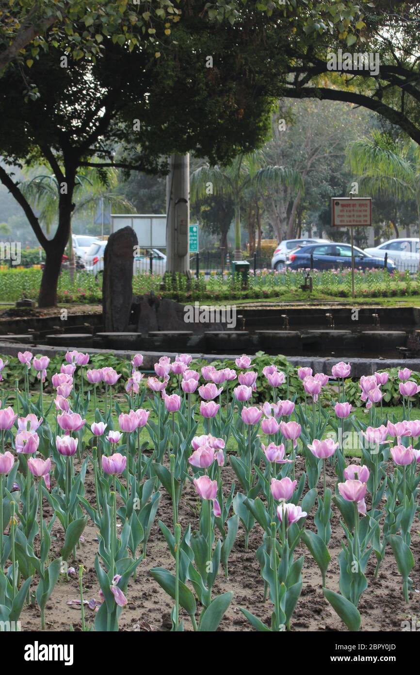 Tulip flowers blooming at a roundabout in New Delhi, India during the