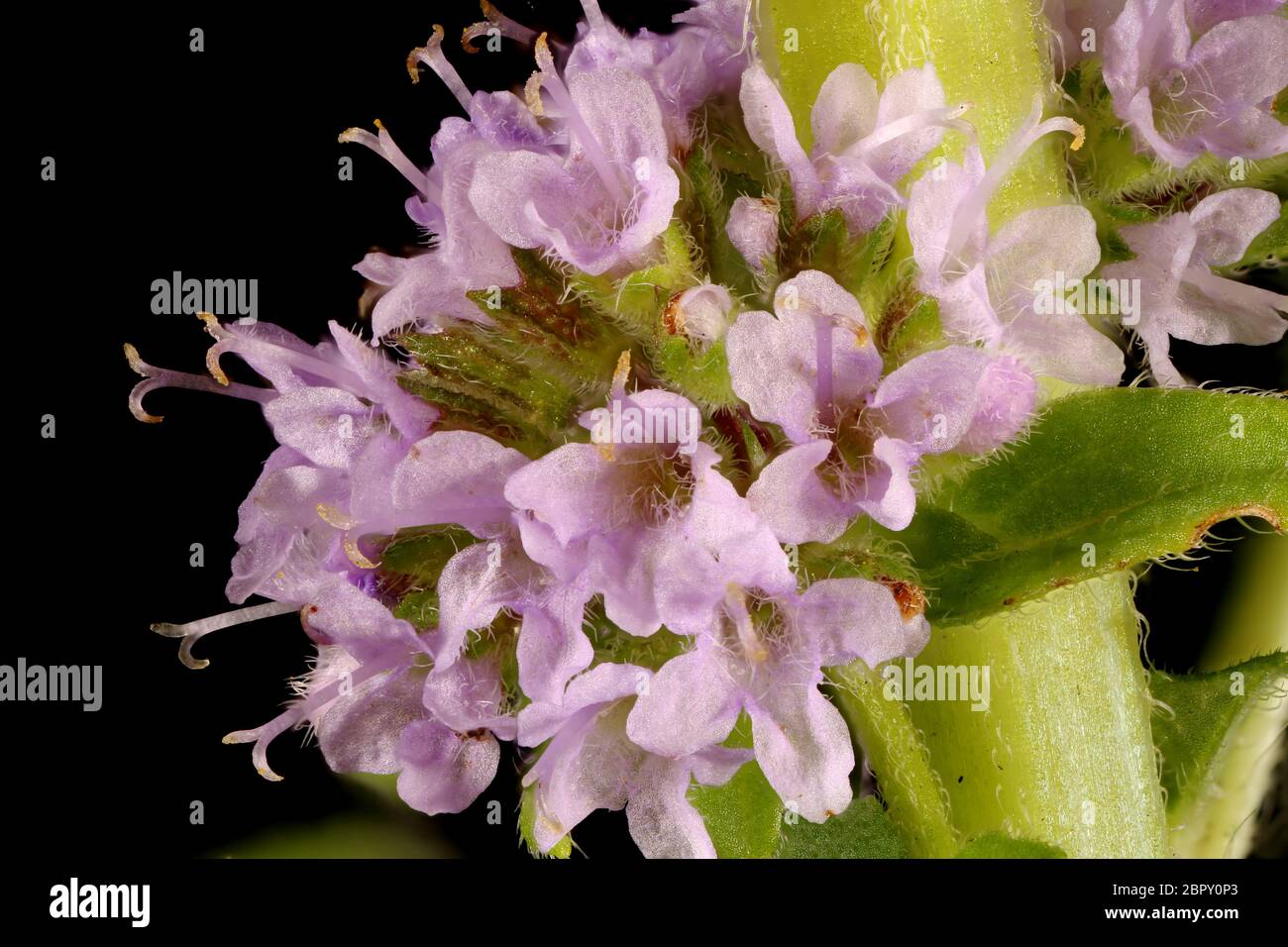 Corn Mint (Mentha arvensis). Inflorescence Detail Closeup Stock Photo