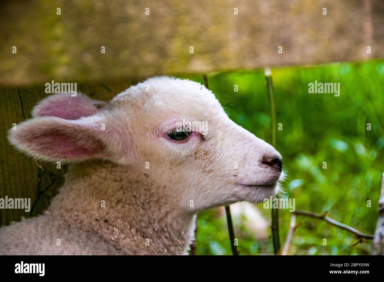 A lamb at a fence and stile in the village of Branscombe, East Devon, Great Britain Stock Photo
