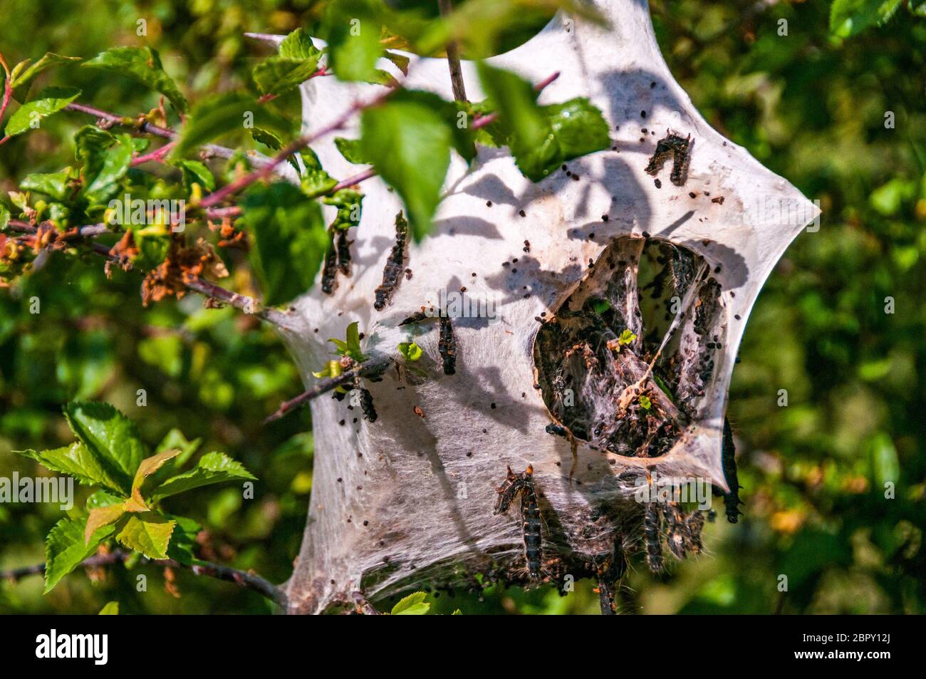 Caterpillar nest on a tree hi-res stock photography and images - Alamy