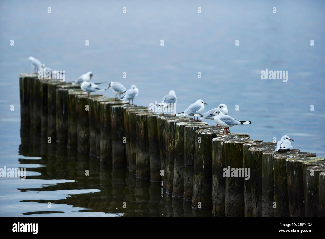 Möven Stock Photo