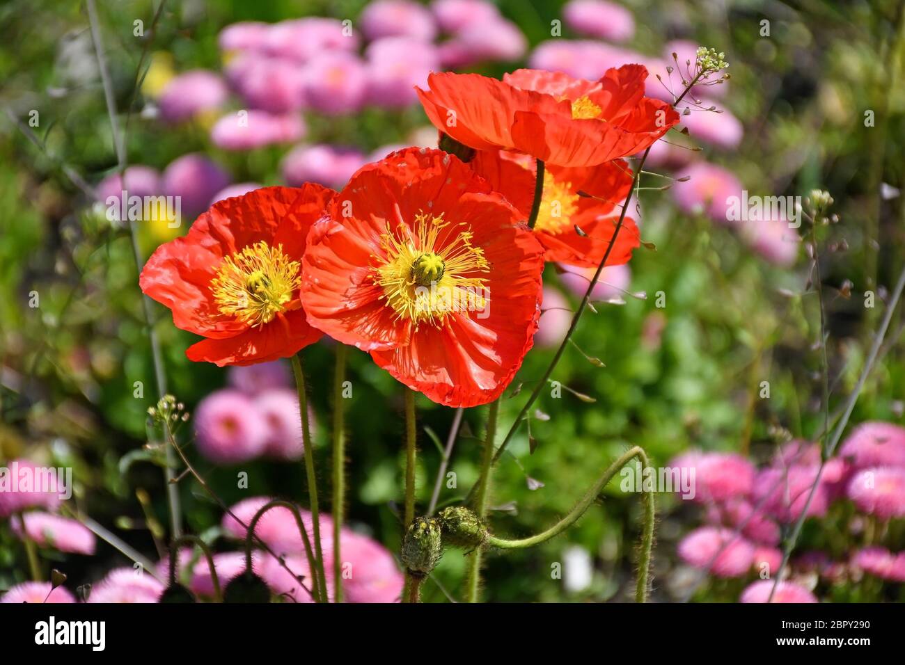 Poppy and daisy flowers in summer time Stock Photo - Alamy