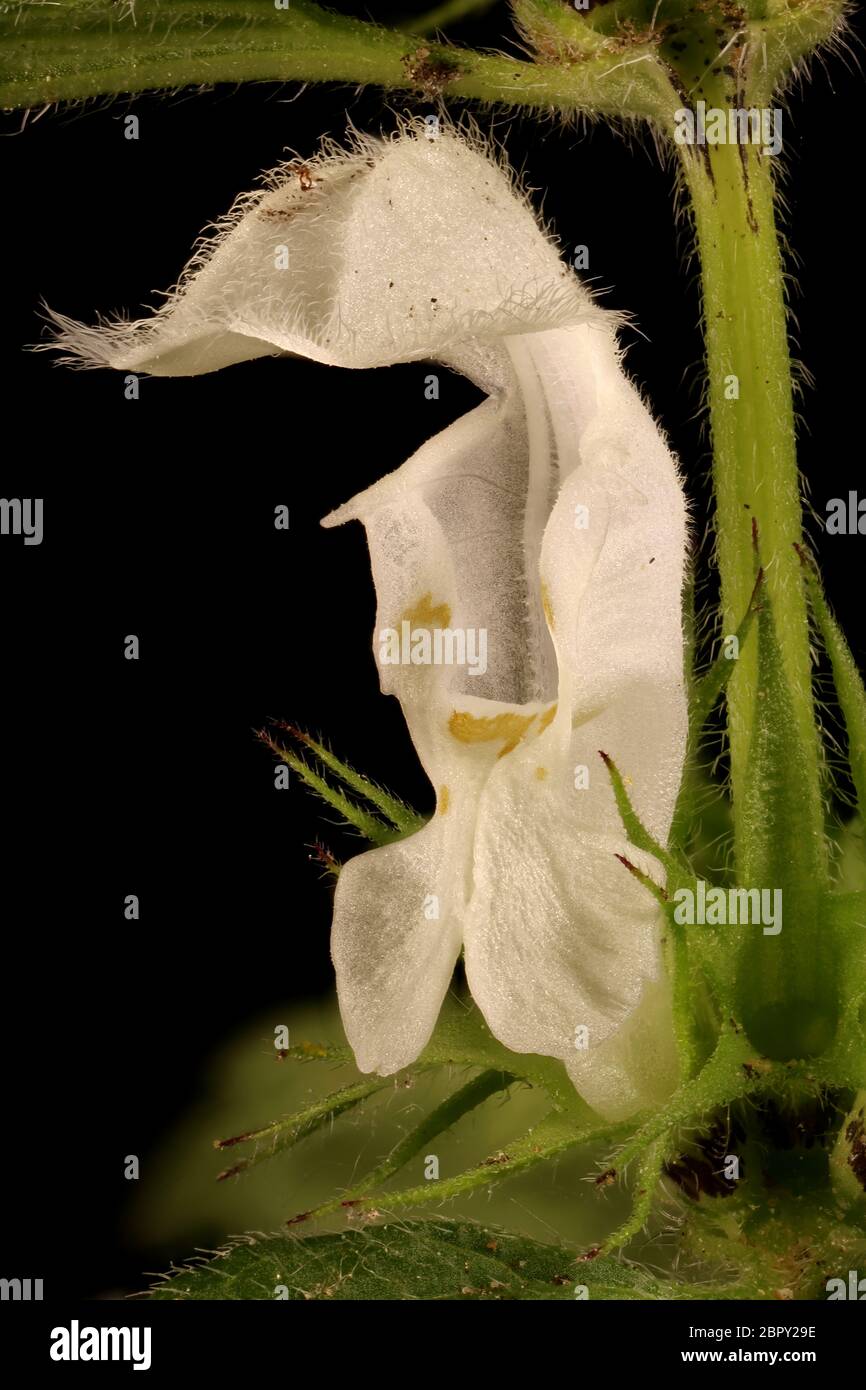 White Dead-Nettle (Lamium album). Flower Closeup Stock Photo