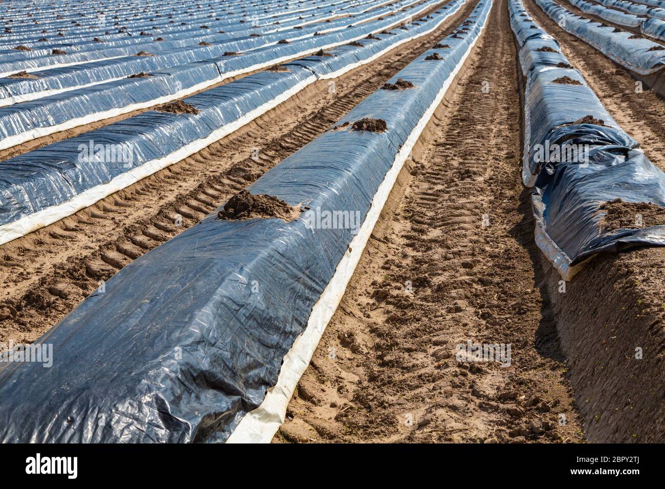 asparagus production at the Palz in Germany with foil on the field Stock Photo