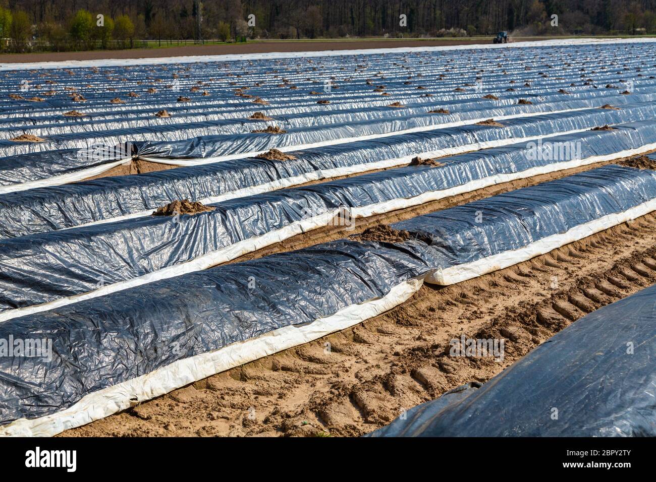 asparagus production at the Palz in Germany with foil on the field Stock Photo