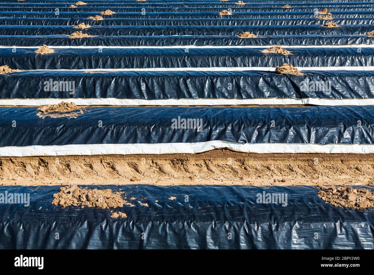 detail of the asparagus production under foil Stock Photo