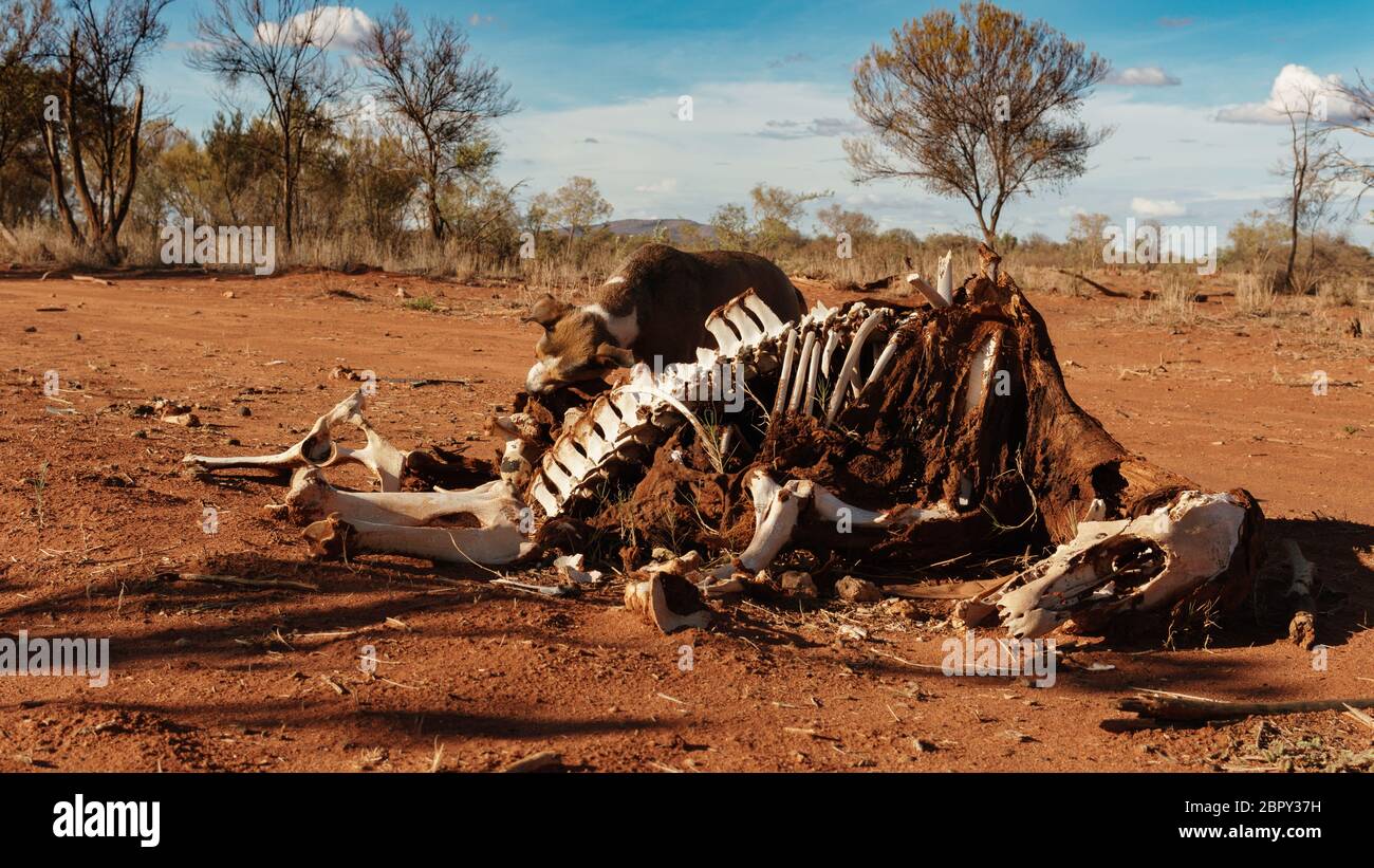 DEAD COW OF  dehydration in the australian bush Stock Photo