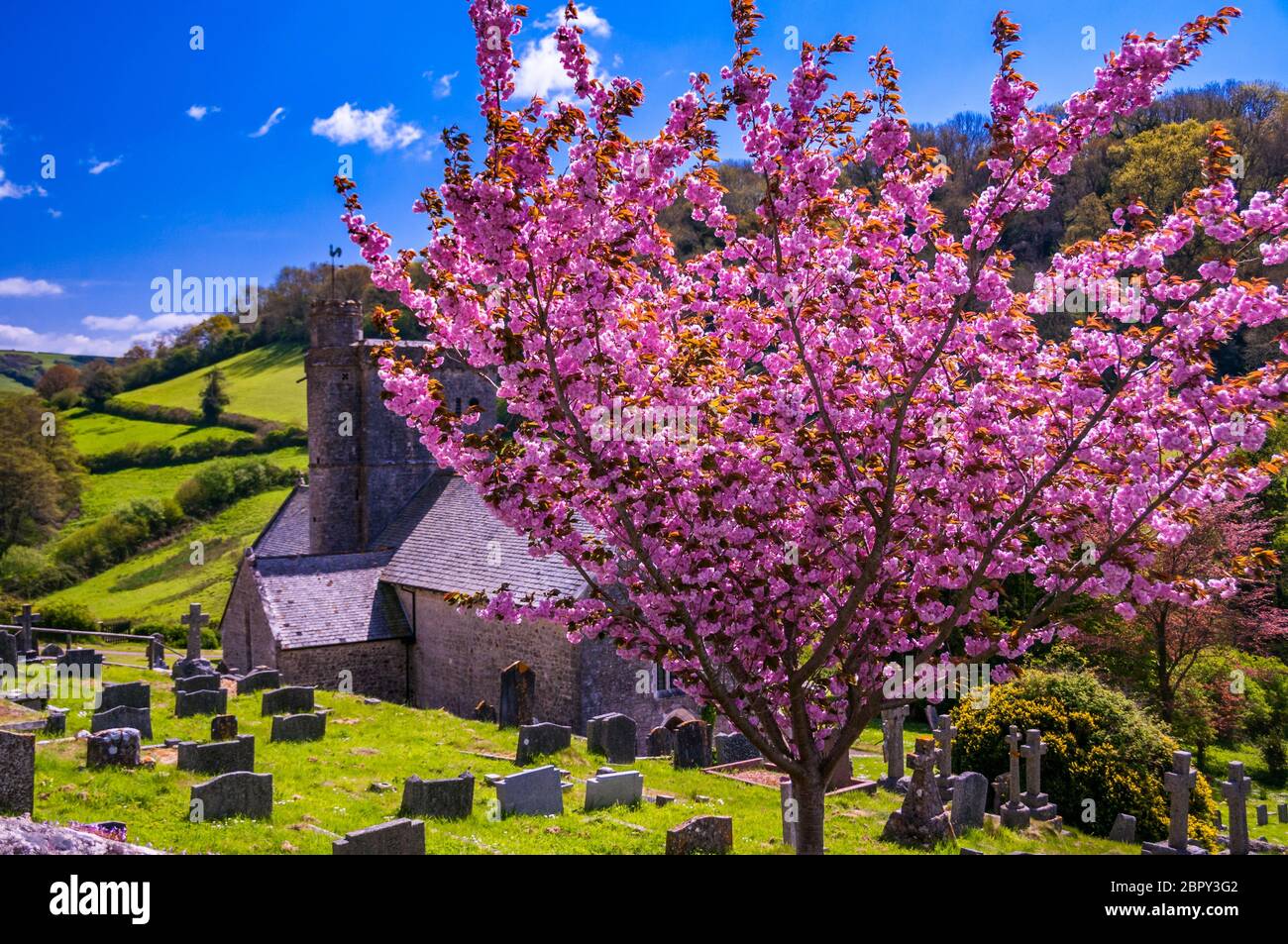 A tree in full blossom in front of Branscombe’s Norman church, Devon, England. Stock Photo