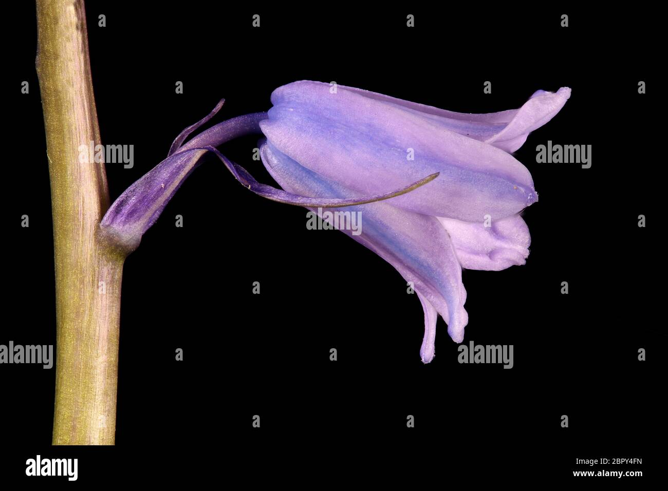 Hybrid Bluebell (Hyacinthoides x massartiana). Flower Closeup Stock Photo