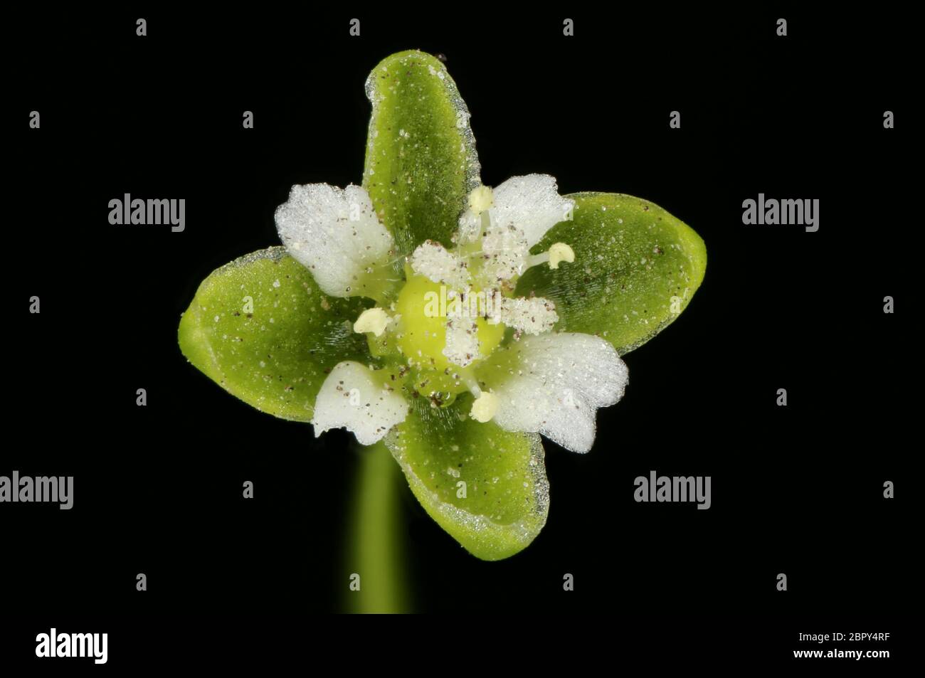 Procumbent Pearlwort (Sagina procumbens). Flower Closeup Stock Photo