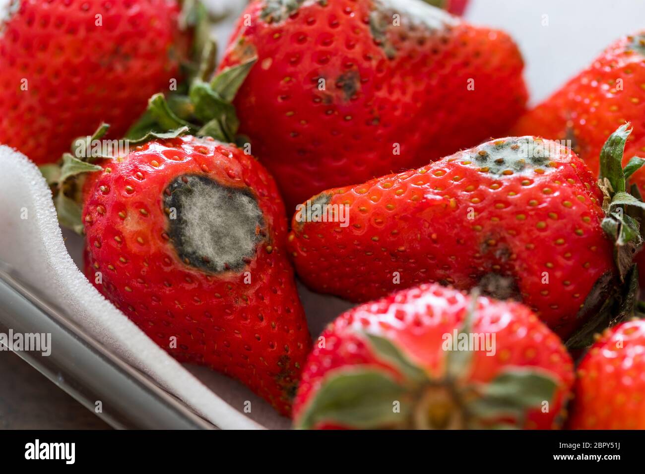 Gray mold on red ripe fresh strawberries Stock Photo