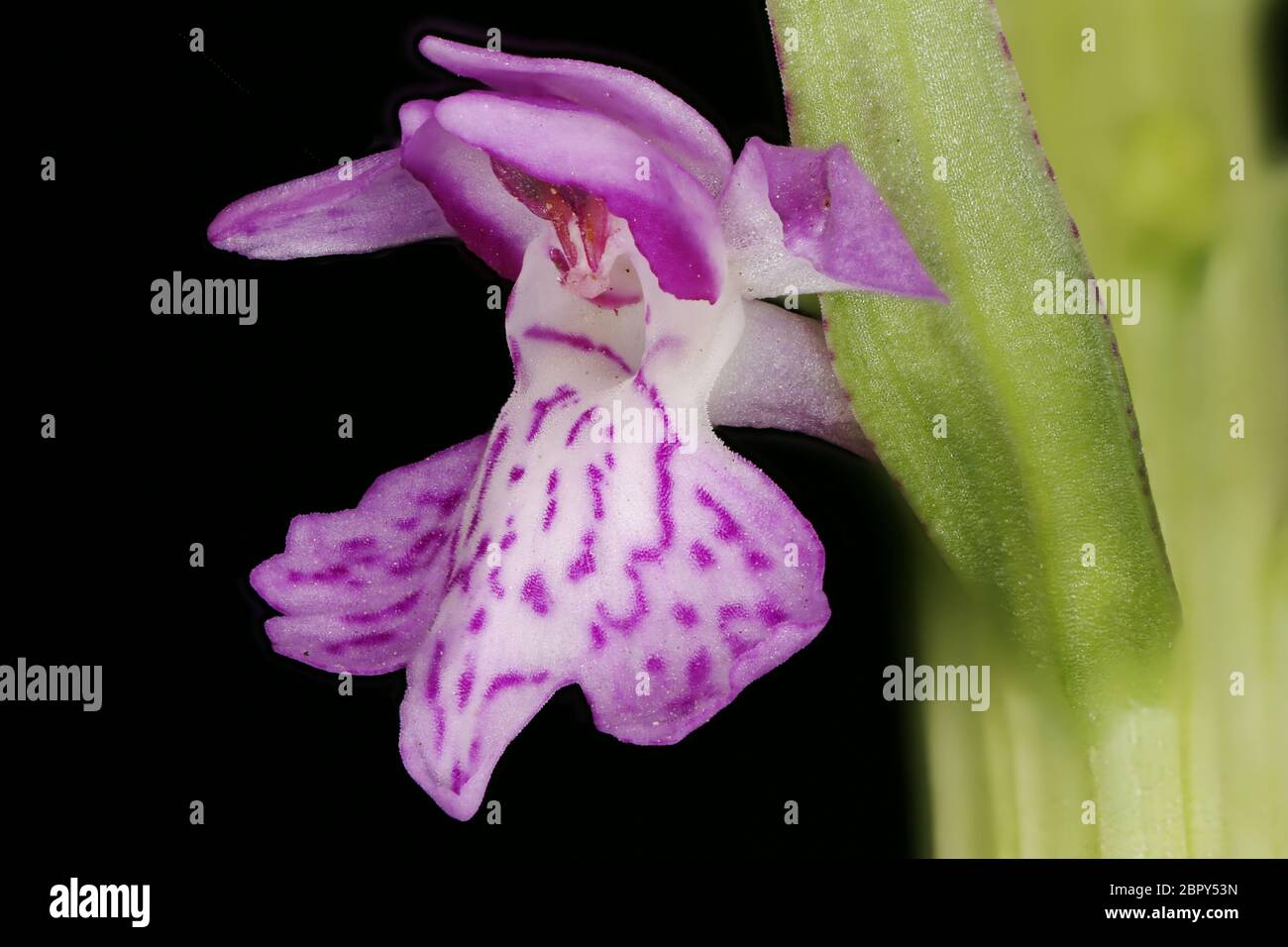 Baltic Spotted Orchid (Dactylorhiza baltica). Flower Closeup Stock Photo