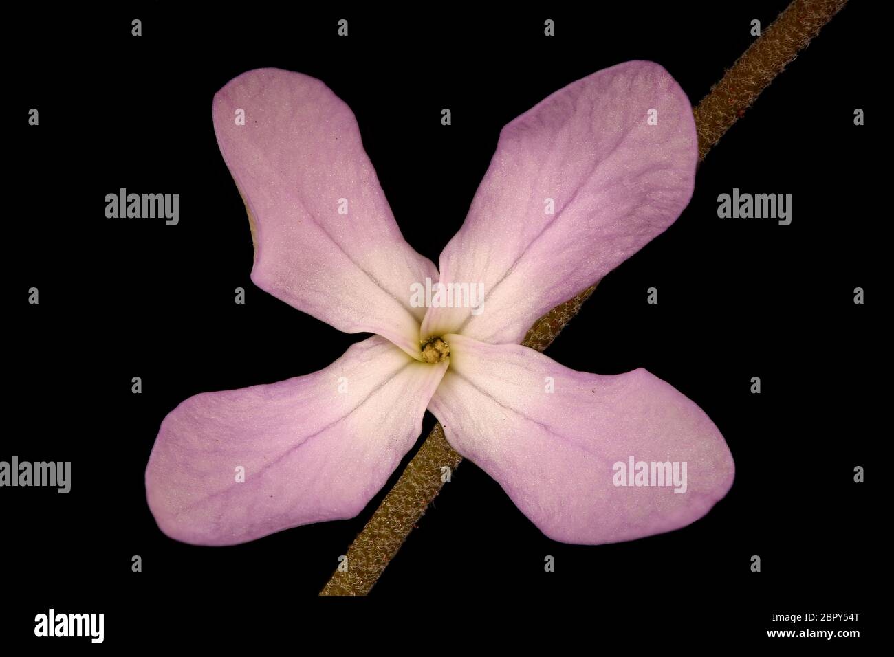 Night-Scented Stock (Matthiola longipetala). Flower Closeup Stock Photo