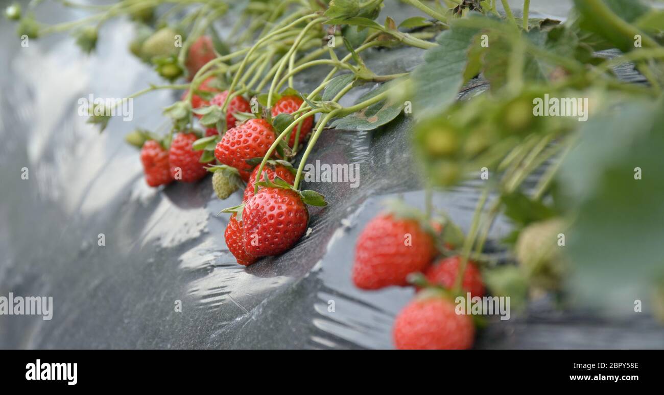 Fresh Strawberry farm Stock Photo - Alamy