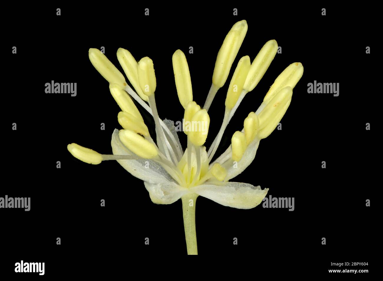 Bright Meadow-Rue (Thalictrum lucidum). Flower Closeup Stock Photo