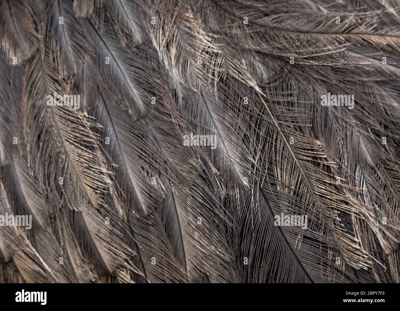 The texture of the structure of ostrich feathers Stock Photo - Alamy