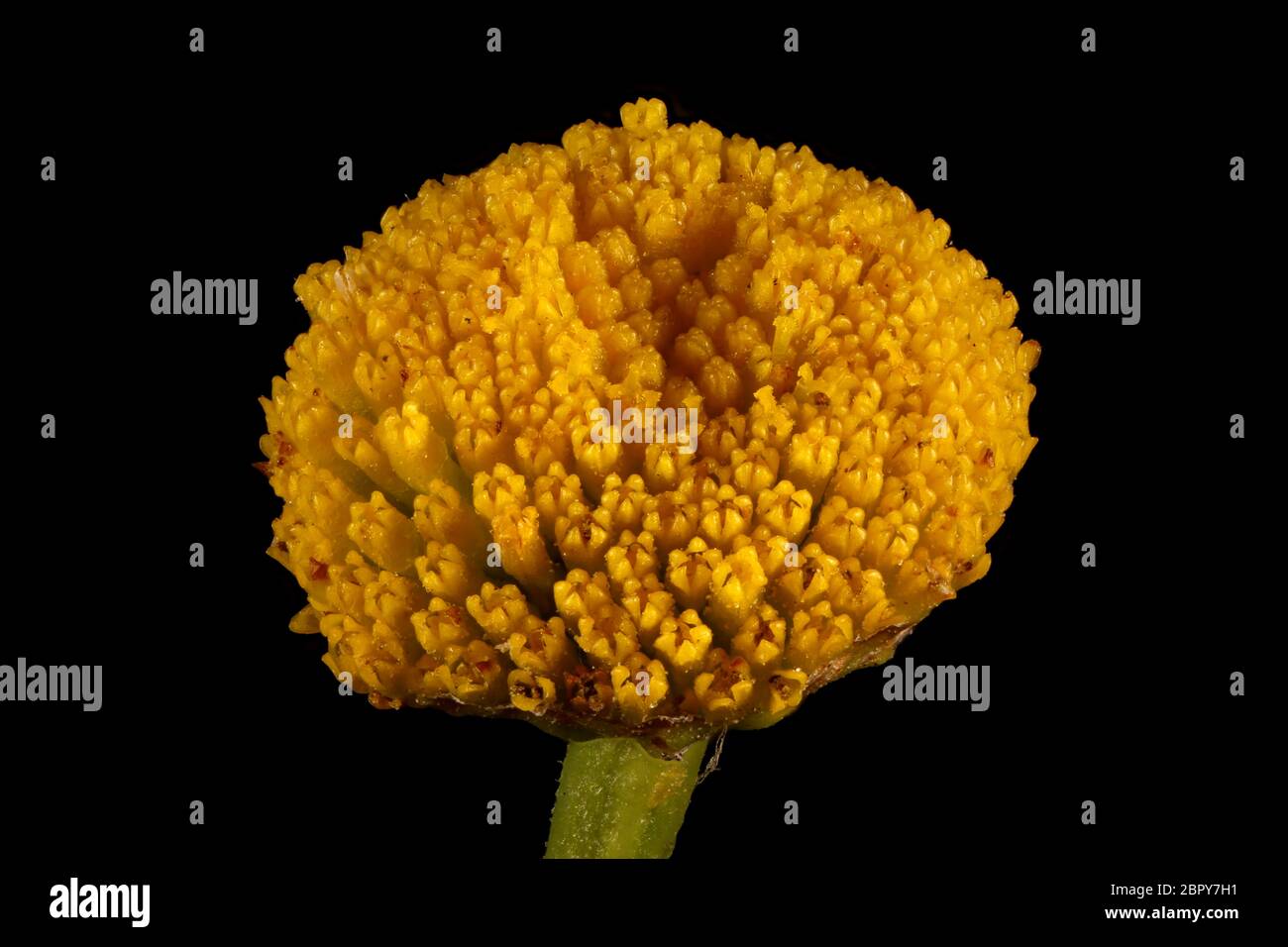 Tansy (Tanacetum vulgare). Capitulum Closeup Stock Photo