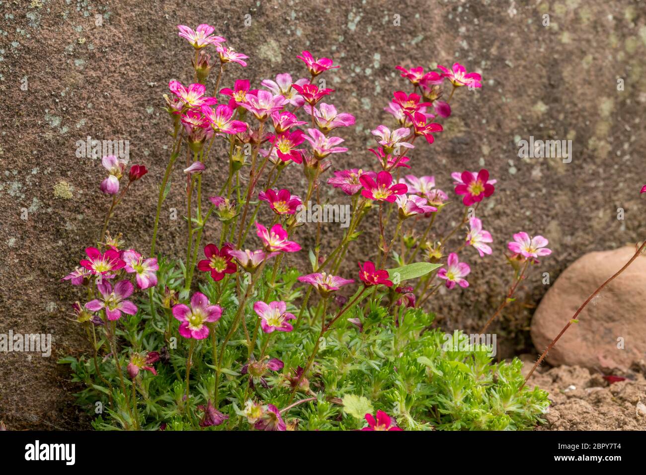 Moss saxifrage with pink flowers in a flower bed in front of a sandstone Stock Photo